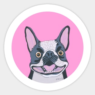 Smiling Boston Terrier Dog Sticker